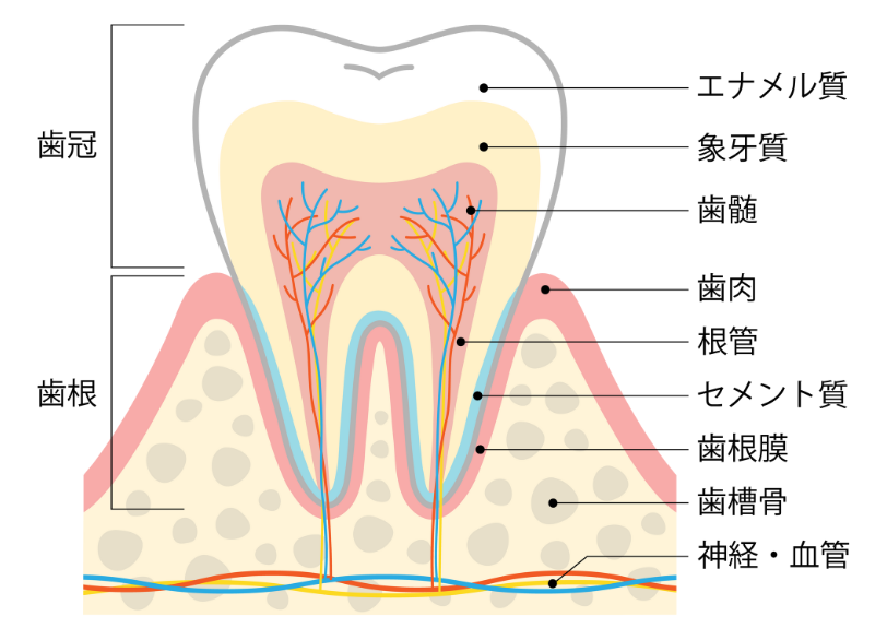 根管治療とは｜うめおか歯科
